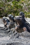 Marine Iguanas