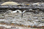Kelp Goose pair in flight, Carcass Island, Falklands