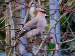 Waxwing