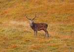 Red Deer - Cervus elaphus