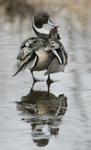 Pintail