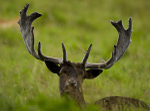 Fallow Deer ref fd 9c