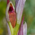 Small-flowered Tongue Orchid (Serapias parviflora)