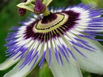 Whole  Passion Flower