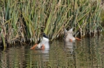 Mallards
