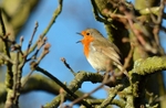 Robin