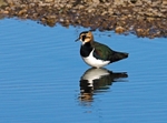 Lapwing