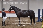 BPP_2443