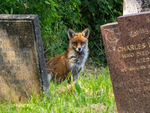Red Fox
