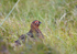 Red Grouse