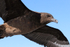 Brown Skua in flight close, False Bay, South Africa
