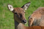 Red Deer