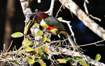 Chesnut-eared Aracari