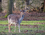 Fallow Deer
