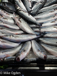 Fish Rialto Market