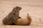 Grey Seal