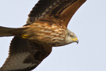 Red Kite in flight close-up