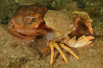 Liocarcinus depurator moulting d