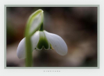 Galanthus nivalis 'Dionysos' 1