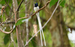 Deramakot wildlife reserve