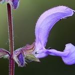 Salvia pratensis - Meadow Clary