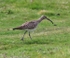 Whimbrel