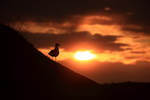 Herring Gull silhouette setting sun behind, Flatanger, Norway