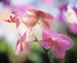 Orchid Phalaenopsis Lipperose