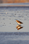 SBW004: Dunlin Pair