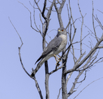 Shikra