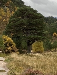 Majestic Pine