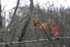Red Leaf 4