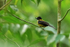 White-throated Shrike-Tanager (male), Costa Rica