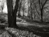 Anston Stones Wood