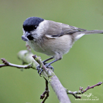 Nature 46