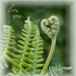 Ferny kind of Love