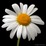 Oxeye Daisy (01)