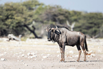 Wildebeest