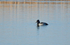 Ring-necked Duck