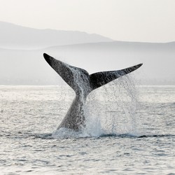 South Africa 2020 portfolio