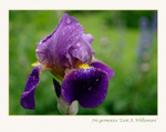 Iris germanica 'Lent A. Williamson'