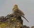 Cinereous Bunting