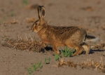 6 (Leveret)