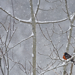 A Robin in Winter