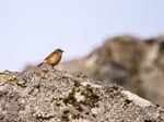 Stonechat