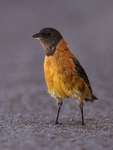 Black-hooded Sierra-Finch portfolio