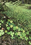 Newtownstewart Clover