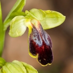 Dull ophrys (Ophrys fusca ssp fusca)