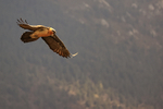Lammergeier downward flap in flight, Pre-Pyrenees, Catalonia, Spain