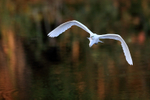 Front view Great Egret flying, Venice Rookery, Florida